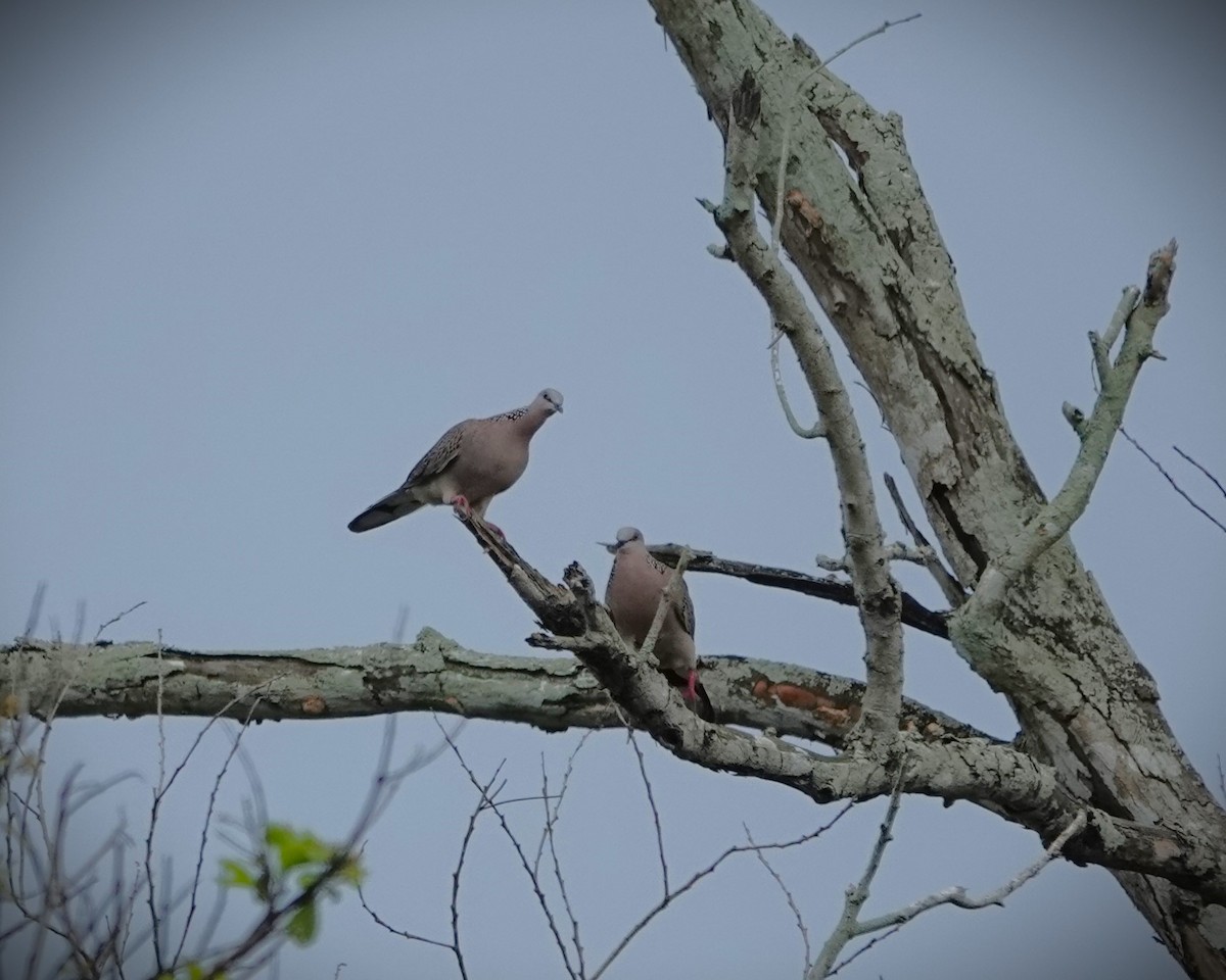 Spotted Dove - ML624212222