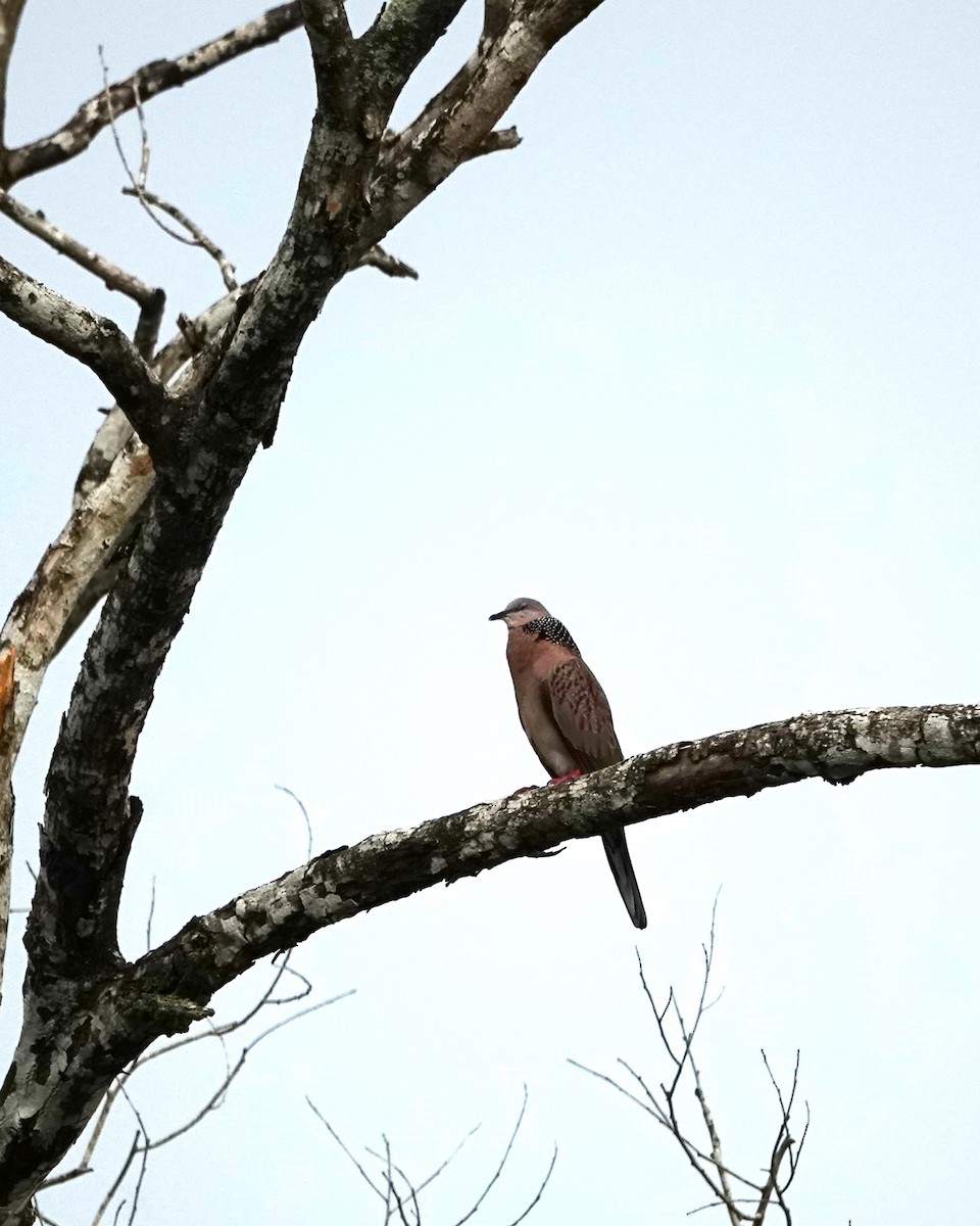 Spotted Dove - ML624212230