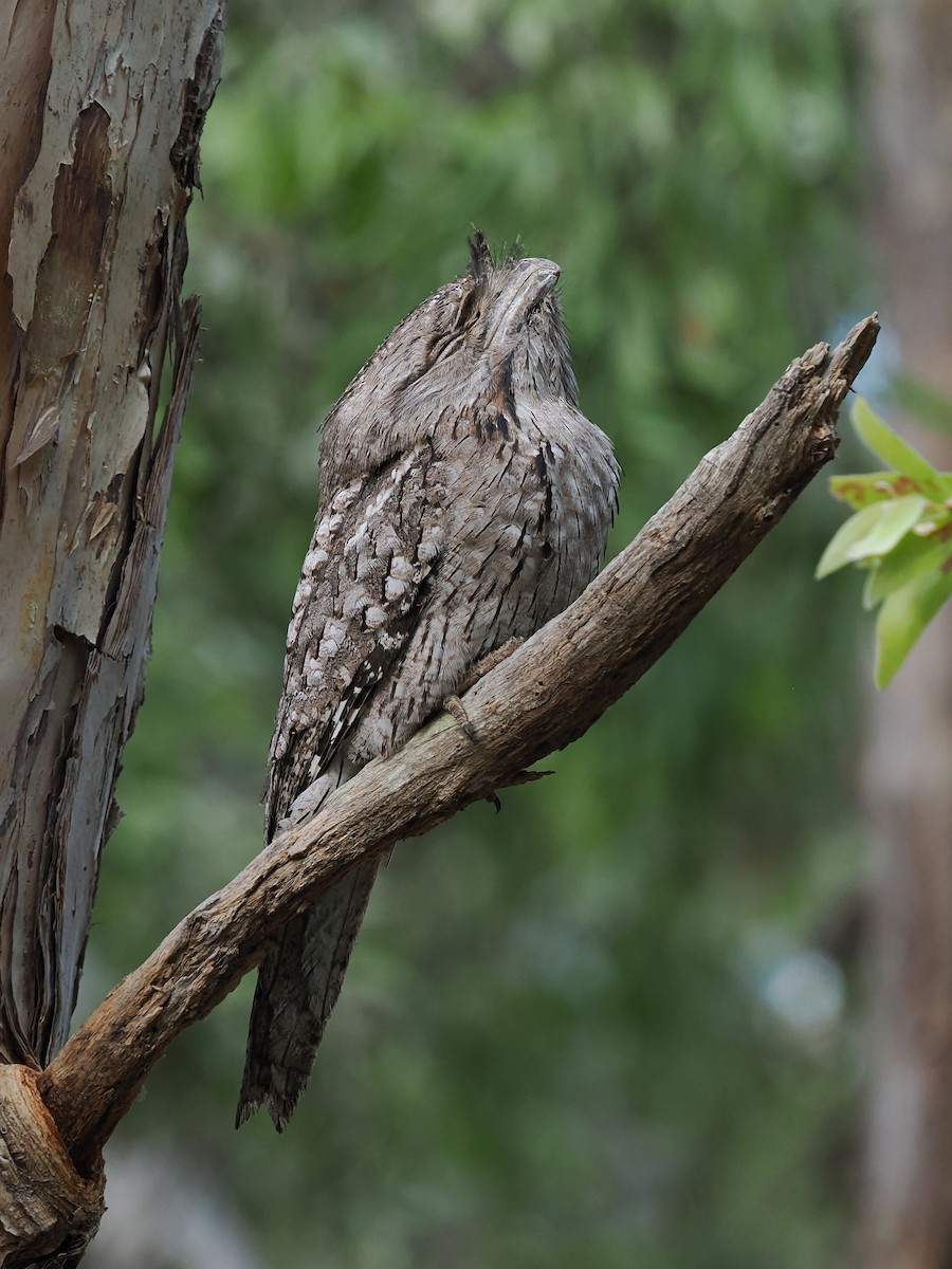 Tawny Frogmouth - ML624212238