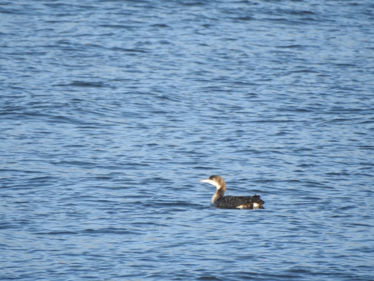 Common Loon - Mateusz Materek