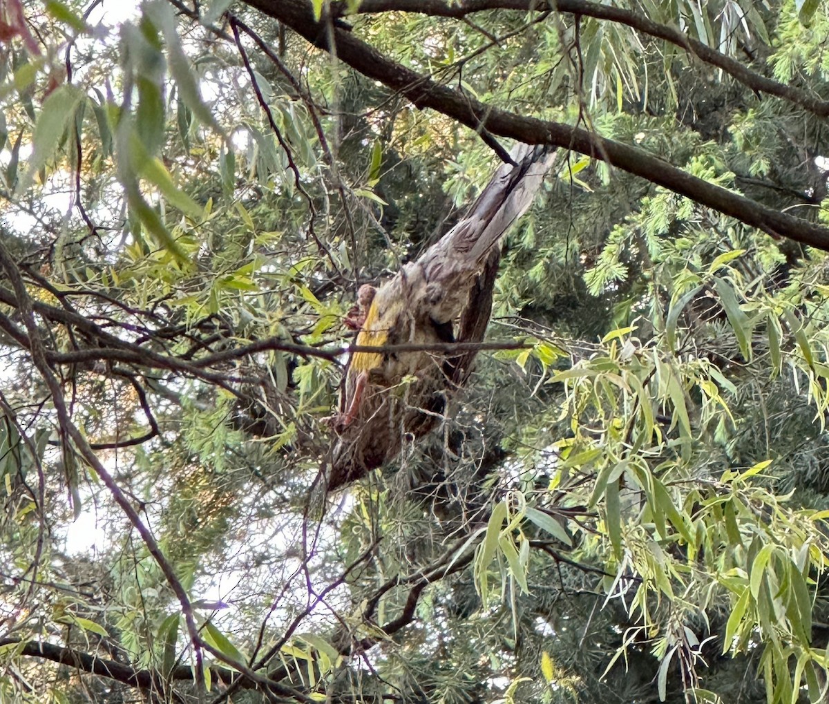 Red Wattlebird - ML624212251