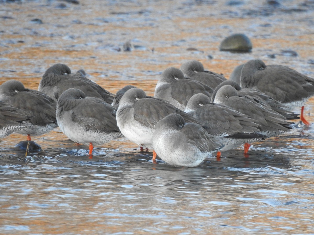 Common Redshank - Mateusz Materek