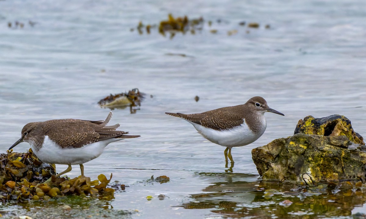 Common Sandpiper - ML624212285