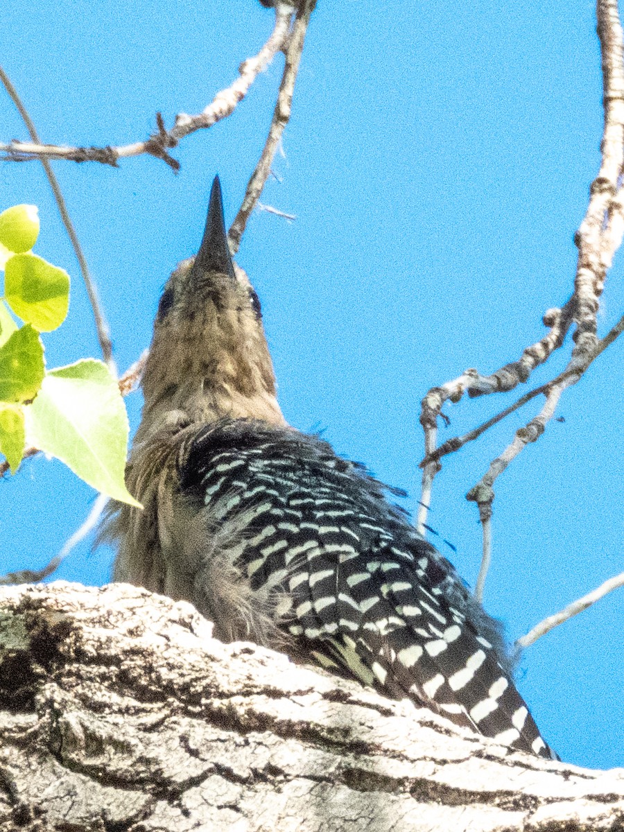 Ladder-backed Woodpecker - Esther M Key