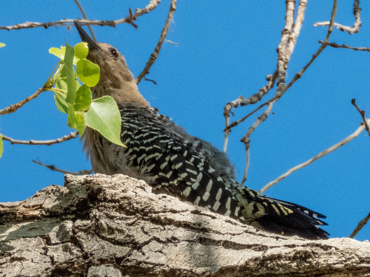 Ladder-backed Woodpecker - ML624212310