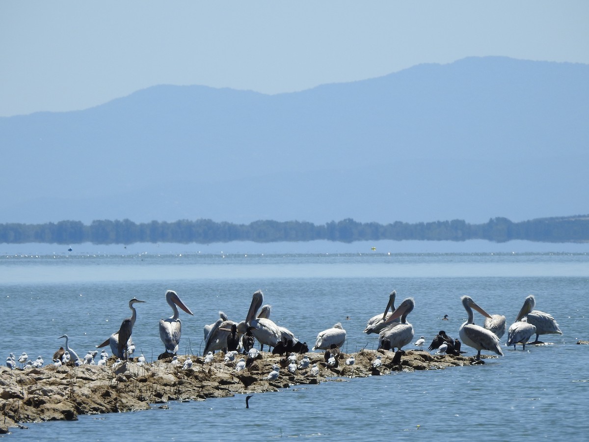 Dalmatian Pelican - ML624212335