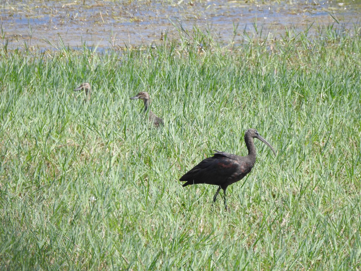 Glossy Ibis - ML624212336