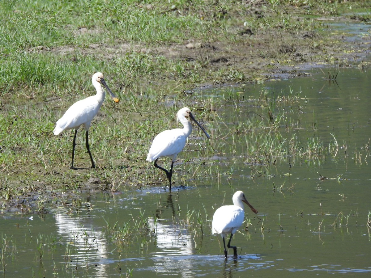 Eurasian Spoonbill - ML624212337