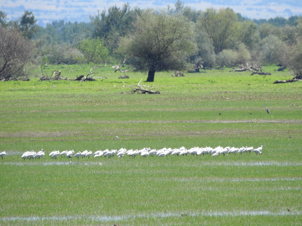 Eurasian Spoonbill - ML624212338