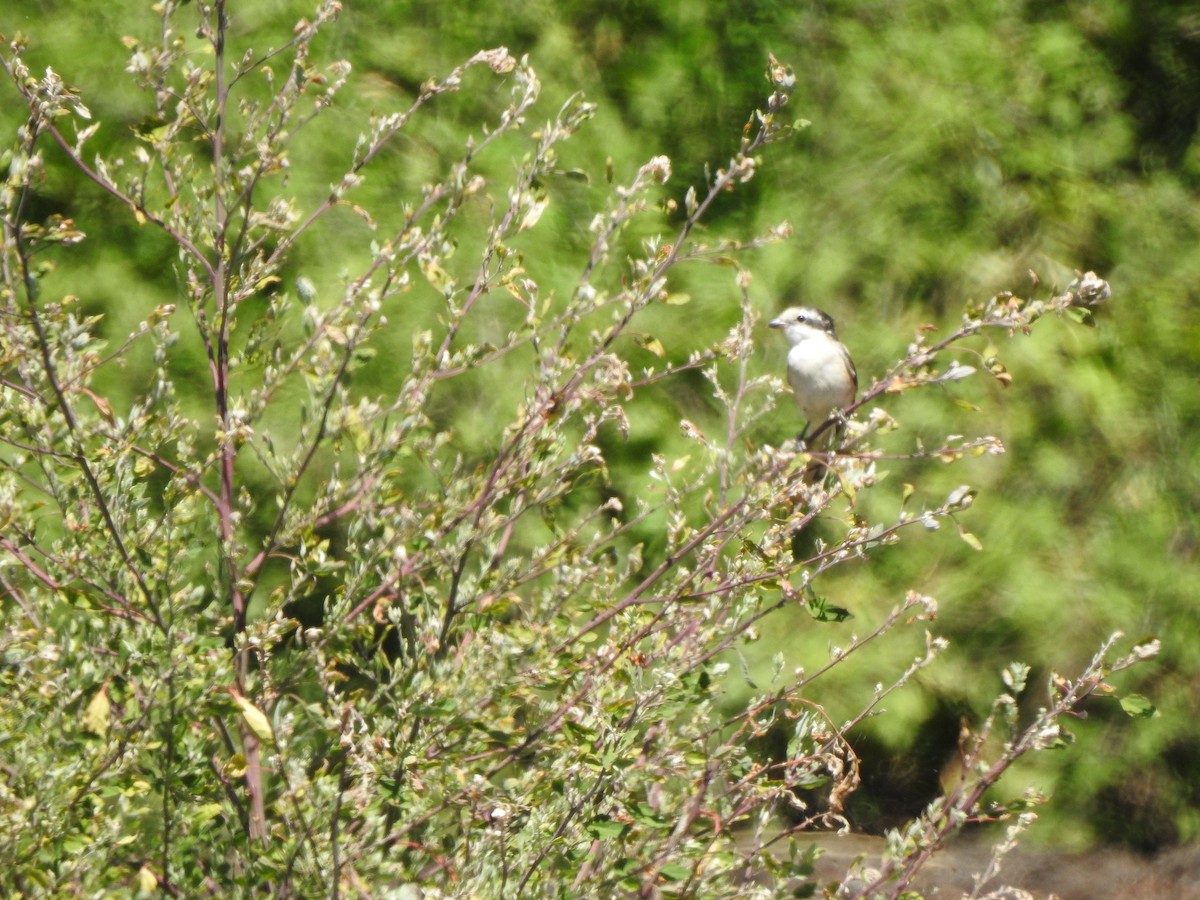 Masked Shrike - ML624212340