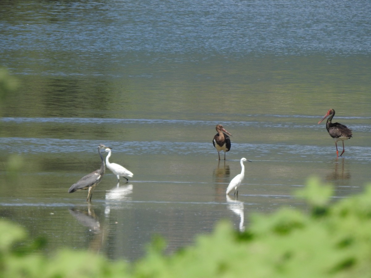 Black Stork - ML624212341