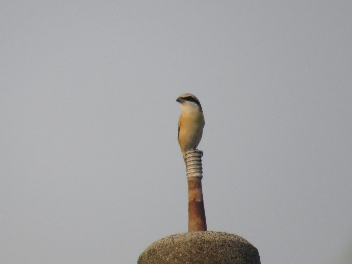 Brown Shrike (Philippine) - ML624212372