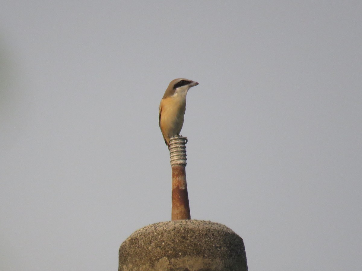 Brown Shrike (Philippine) - Rafa Leal