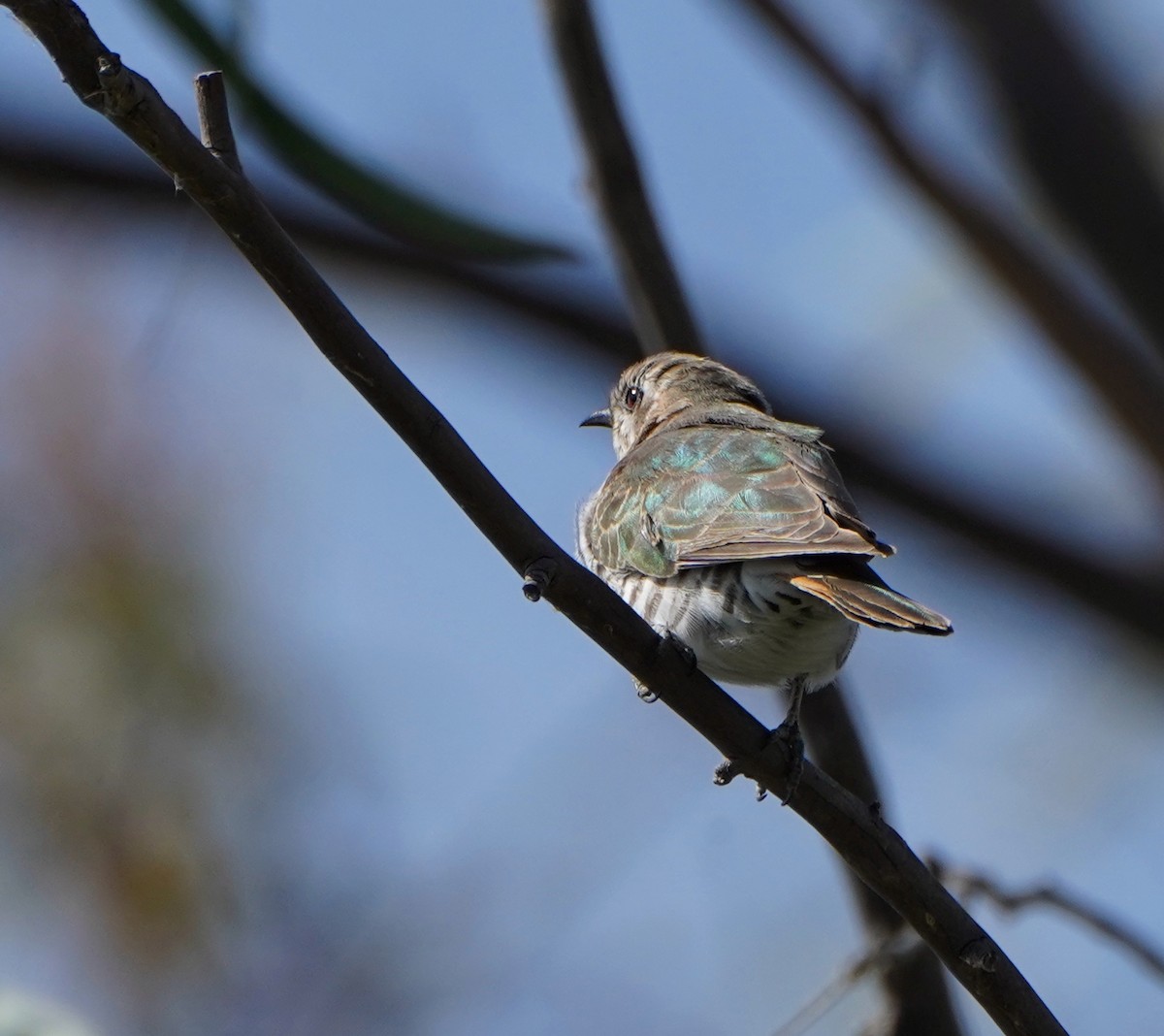 Horsfield's Bronze-Cuckoo - ML624212384