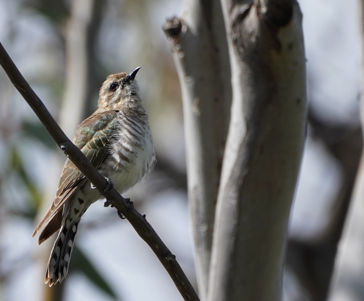 Horsfield's Bronze-Cuckoo - ML624212385