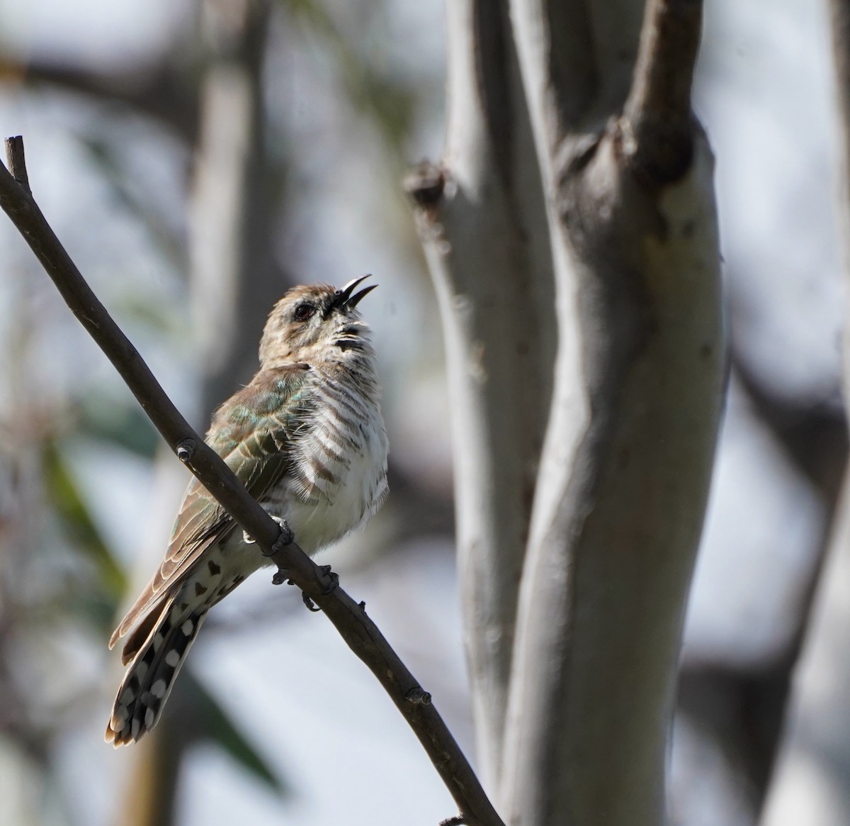 Horsfield's Bronze-Cuckoo - ML624212386