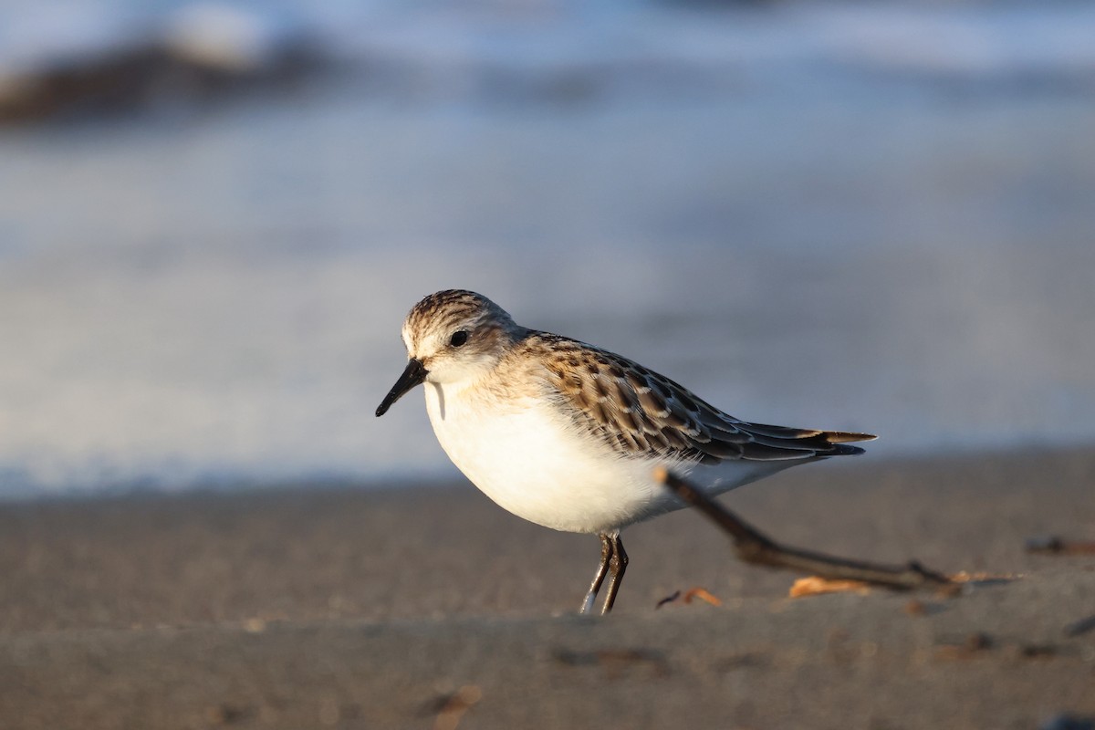 Bécasseau sanderling - ML624212390