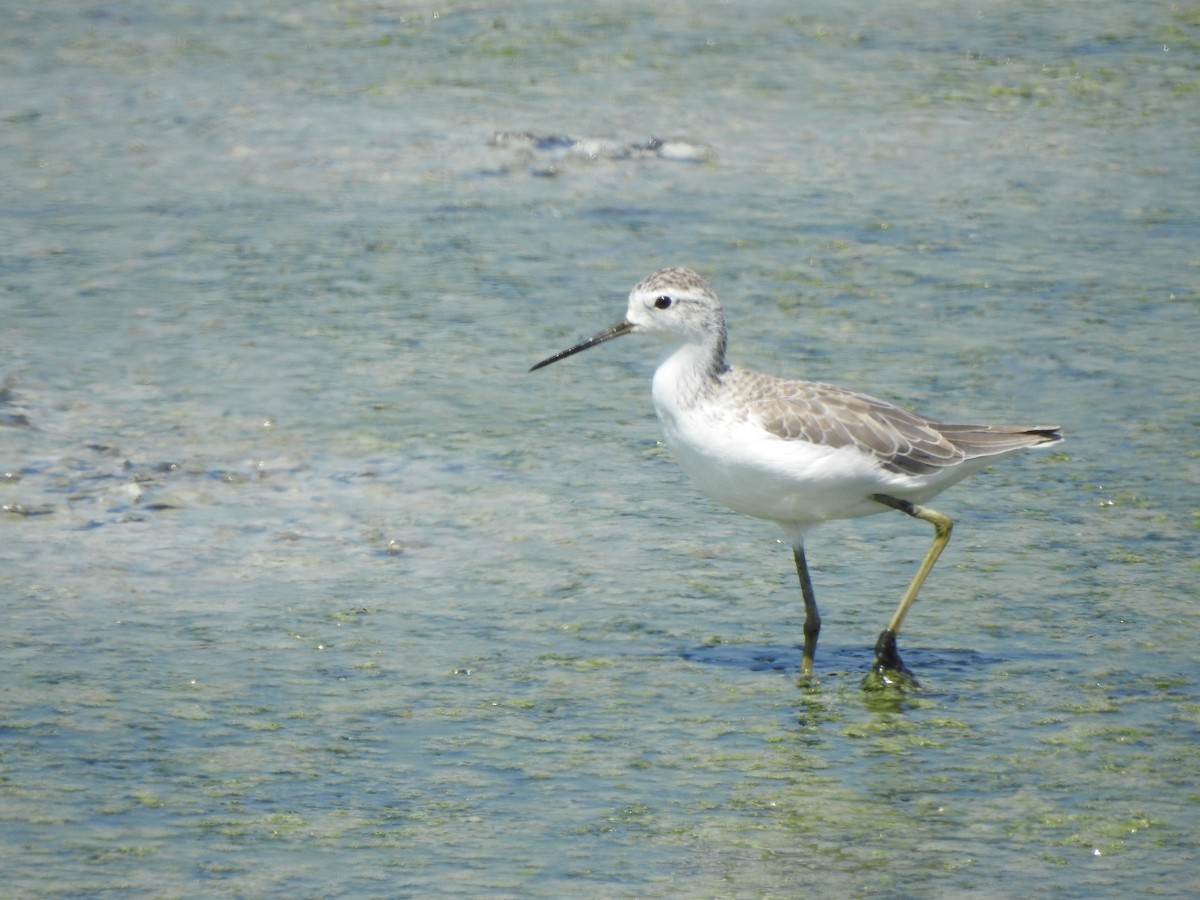 Marsh Sandpiper - ML624212391