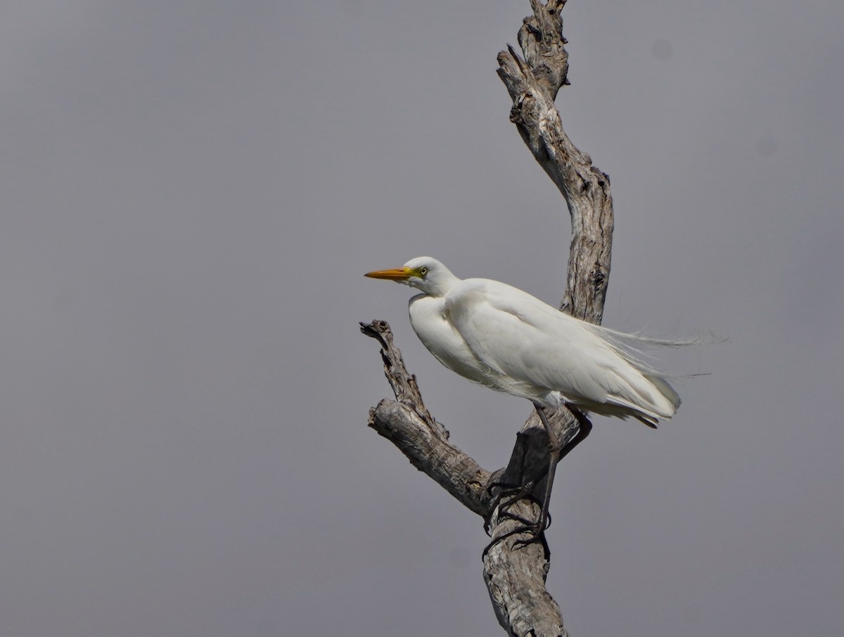 Plumed Egret - ML624212397