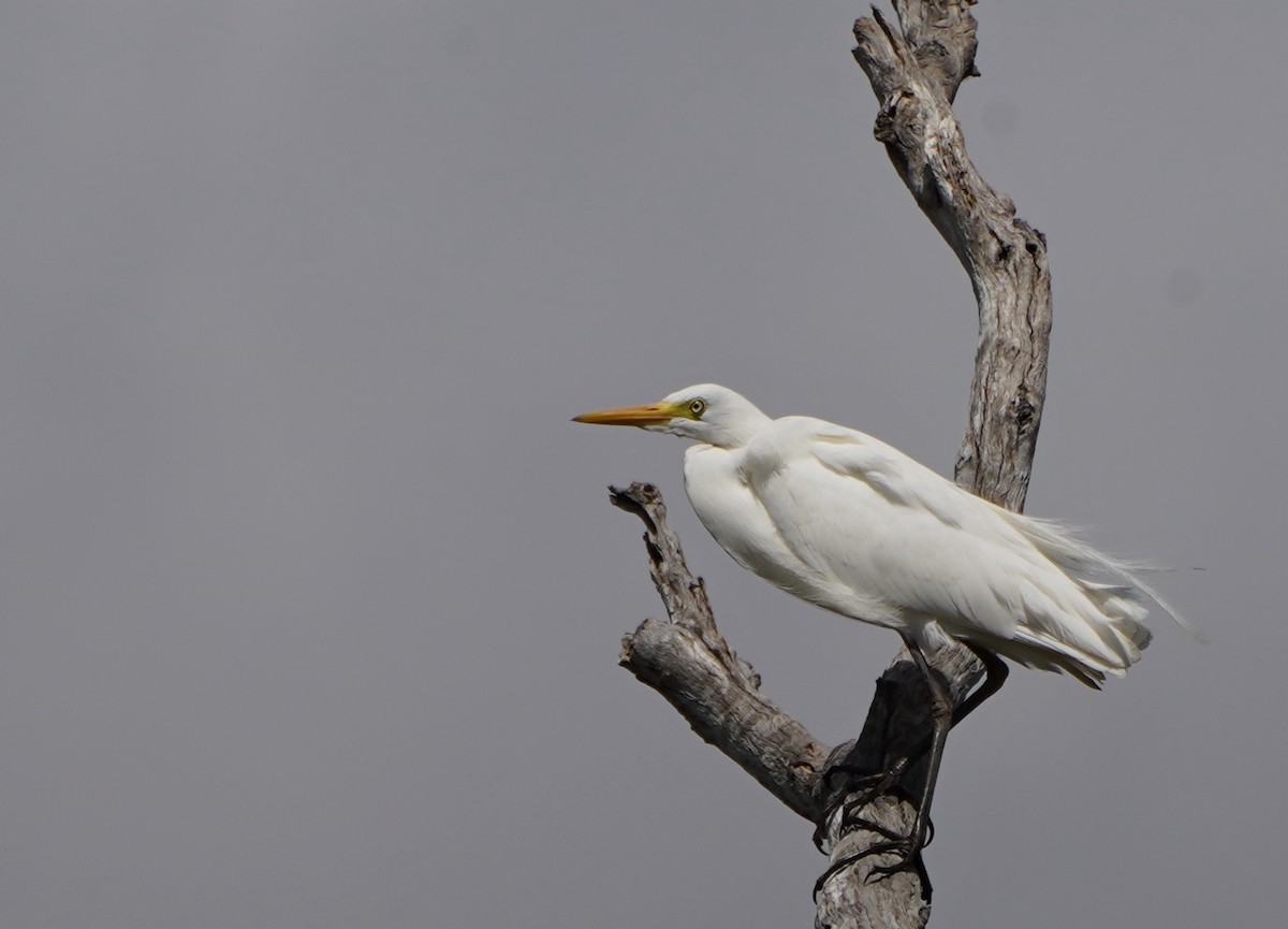 Plumed Egret - ML624212398