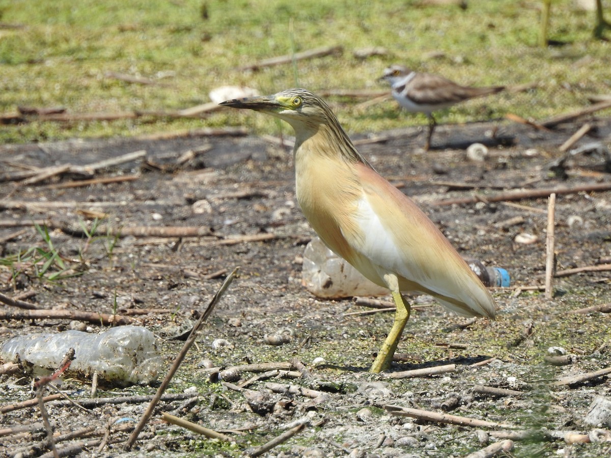 Squacco Heron - ML624212406