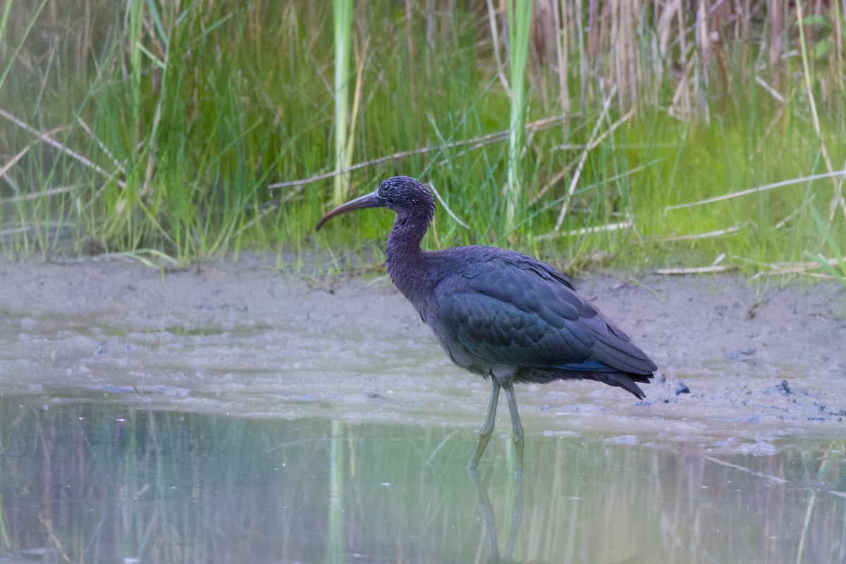 Glossy Ibis - ML624212414