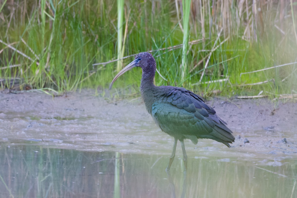Glossy Ibis - ML624212415
