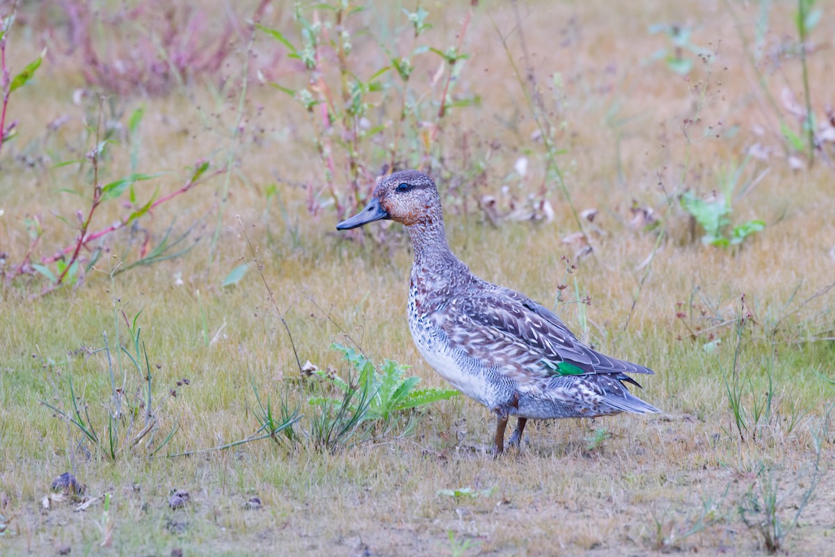 Green-winged Teal - ML624212416