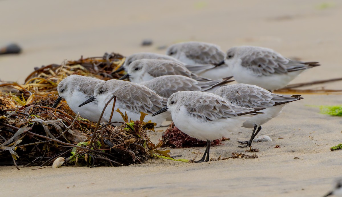 Bécasseau sanderling - ML624212438