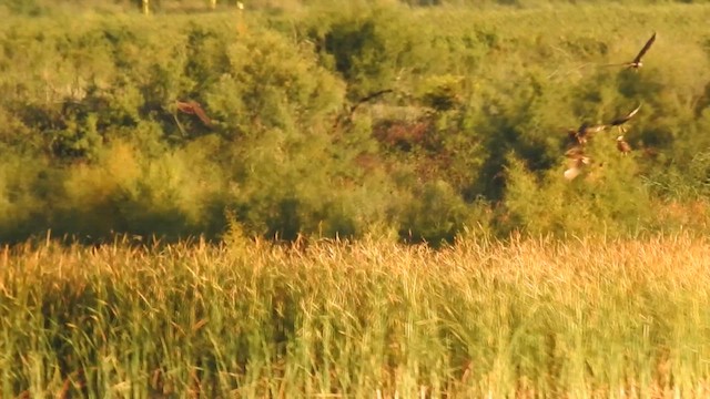 Western Marsh Harrier - ML624212446