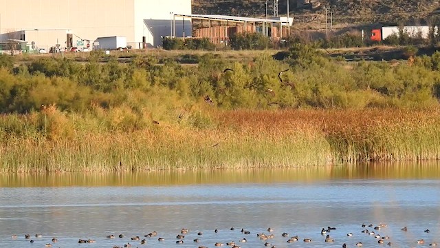 Western Marsh Harrier - ML624212447