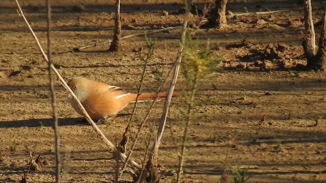 Bearded Reedling - ML624212463