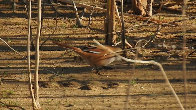 Bearded Reedling - ML624212464