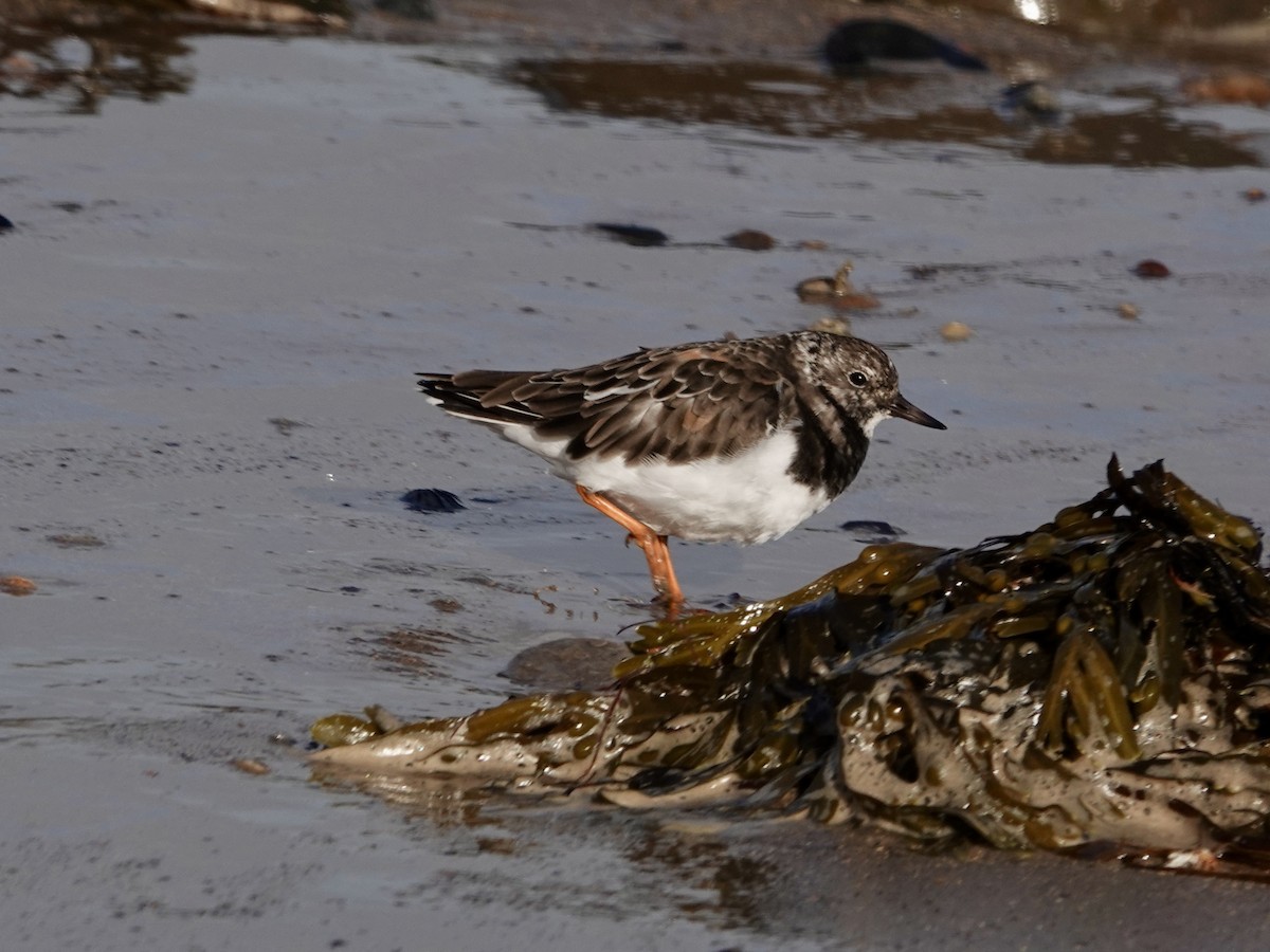 Ruddy Turnstone - ML624212489