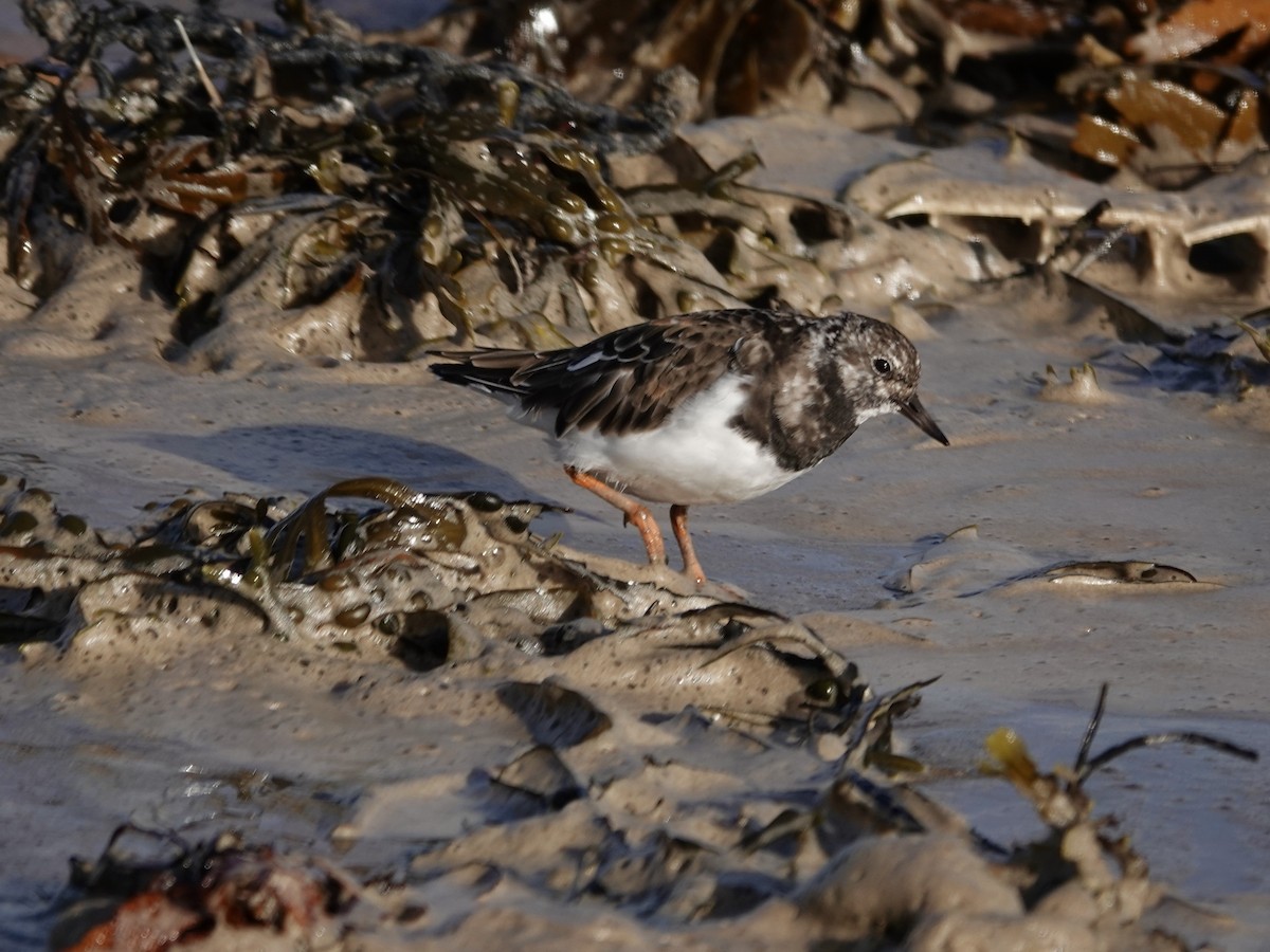 Ruddy Turnstone - ML624212490