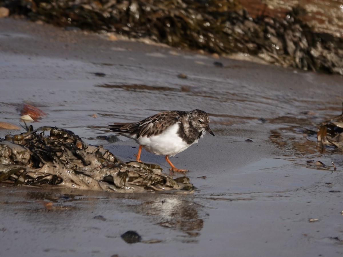 Ruddy Turnstone - ML624212491