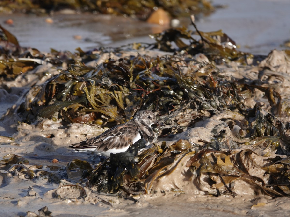 Ruddy Turnstone - ML624212492