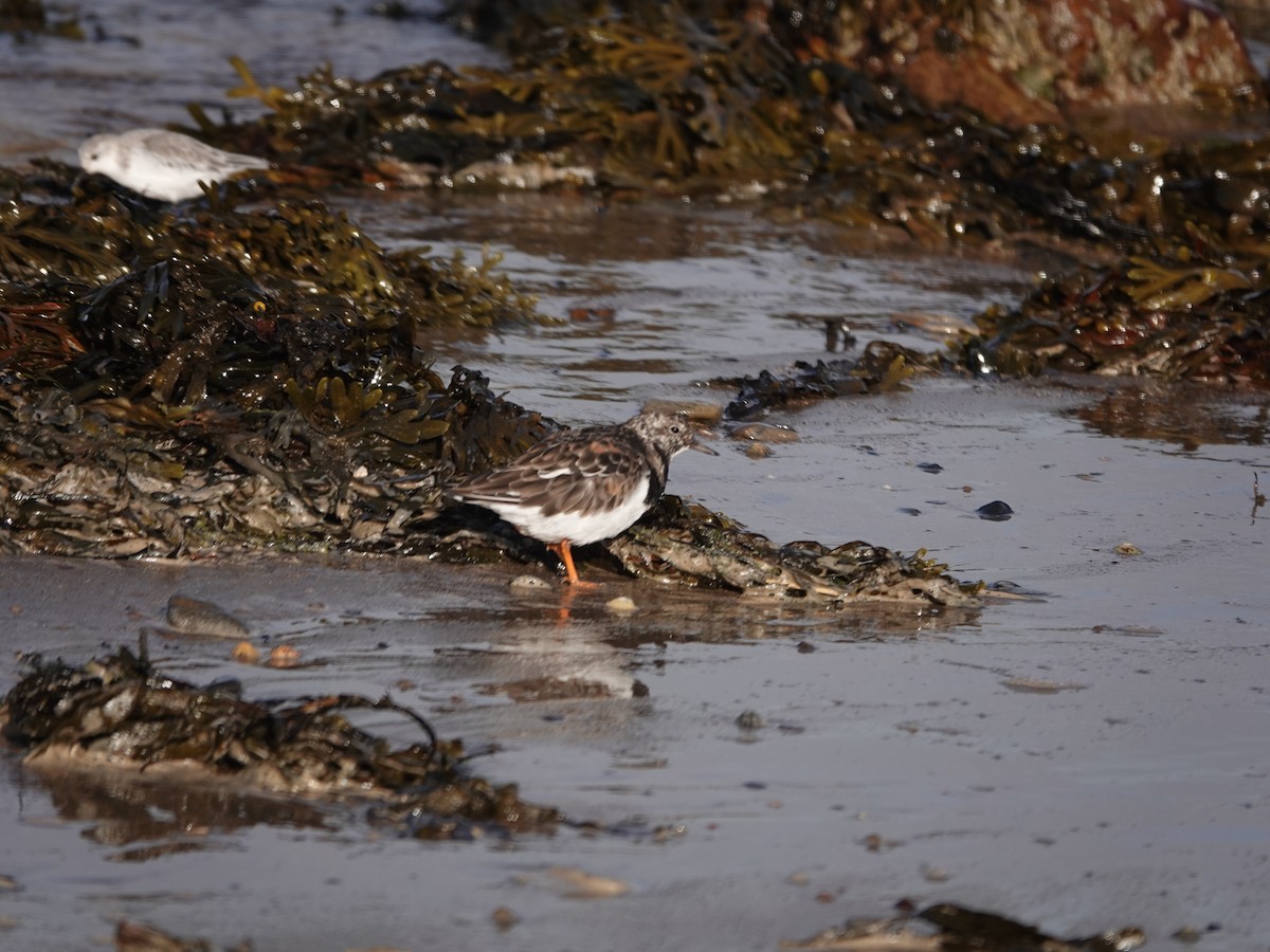 Ruddy Turnstone - Tony Stewart