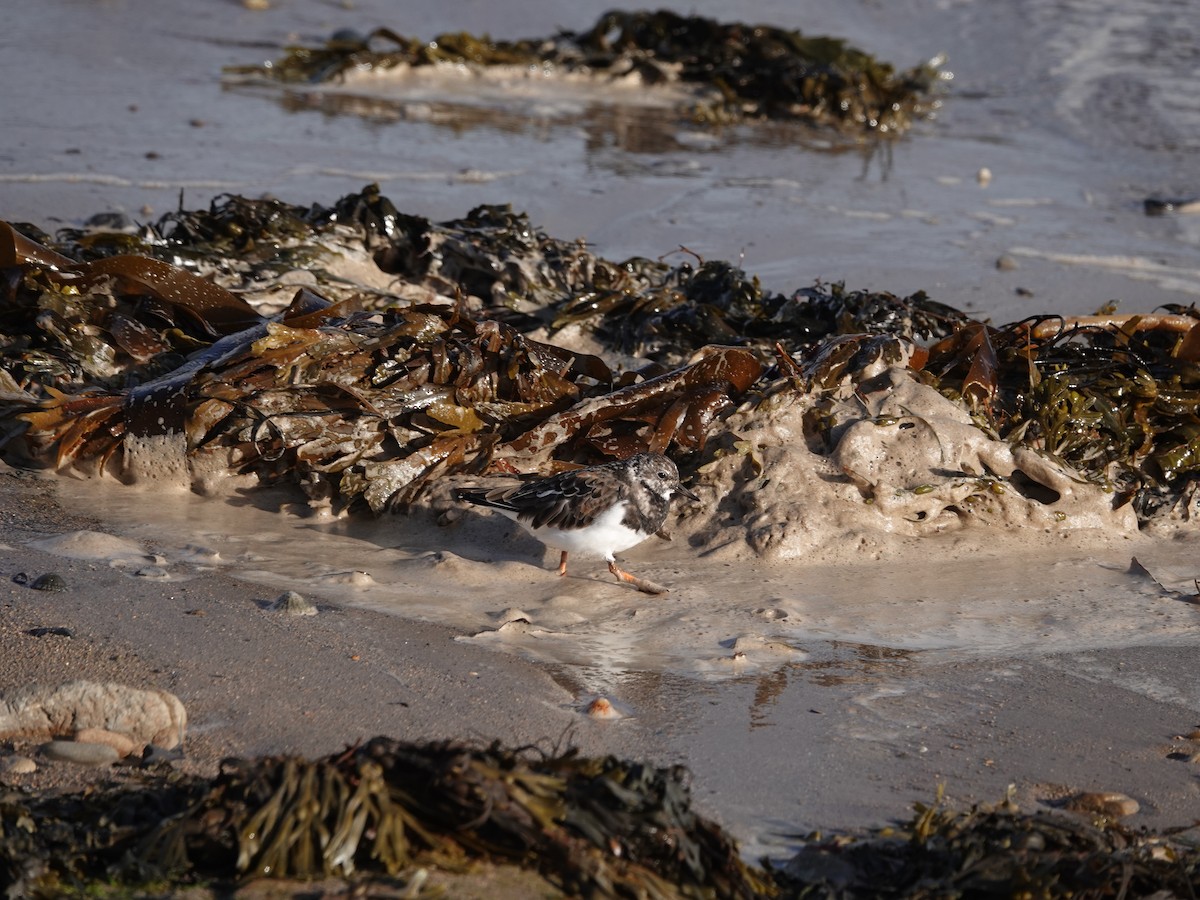 Ruddy Turnstone - ML624212494