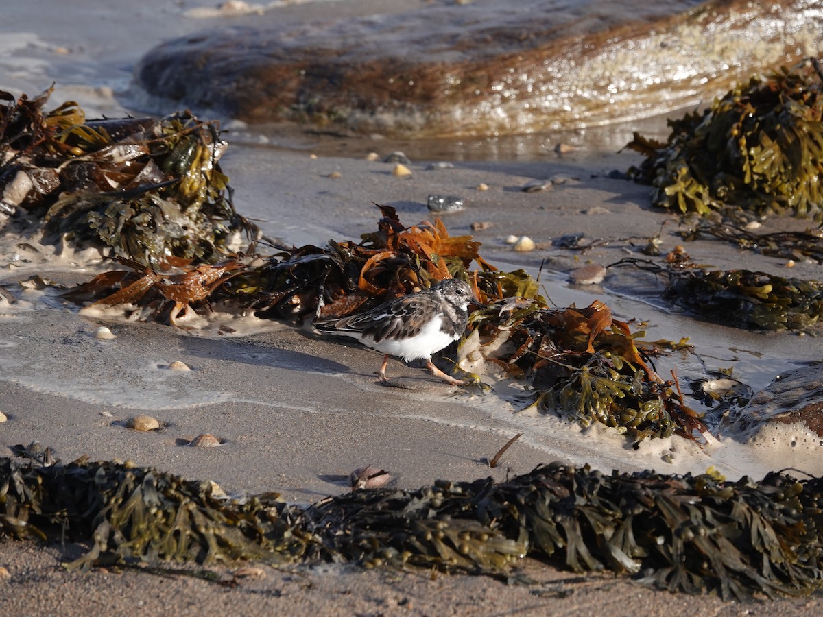 Ruddy Turnstone - ML624212495