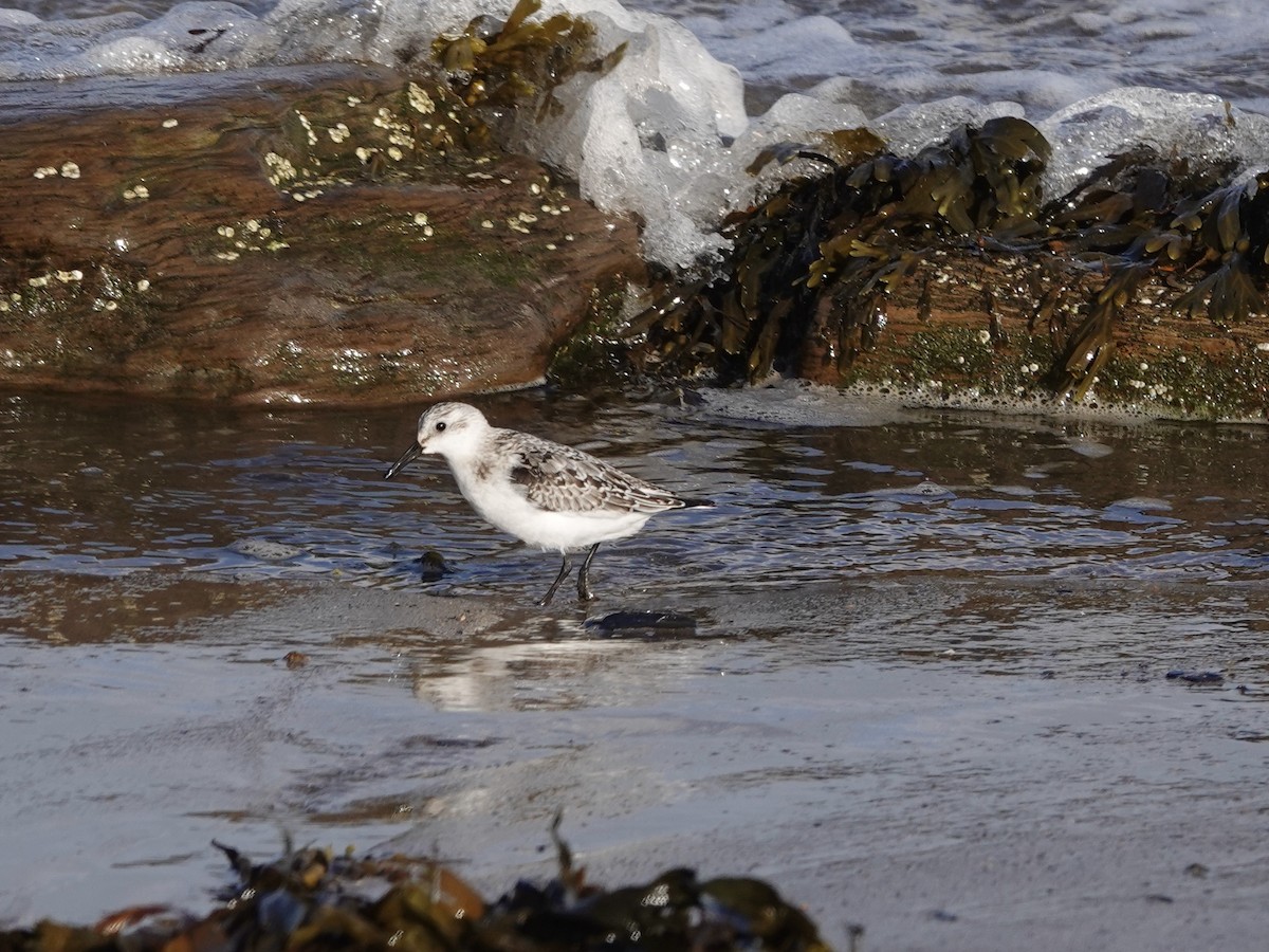 Bécasseau sanderling - ML624212498