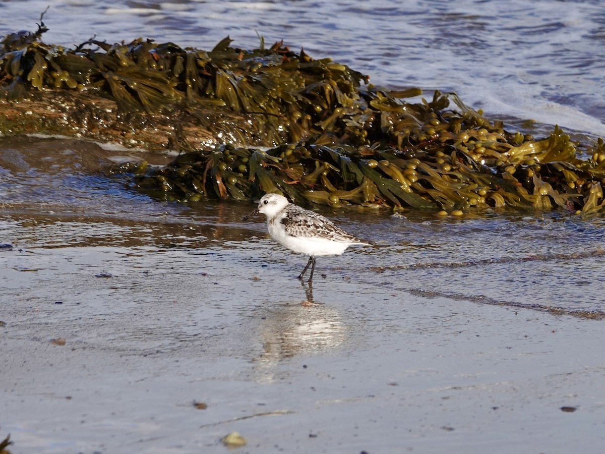 Bécasseau sanderling - ML624212499