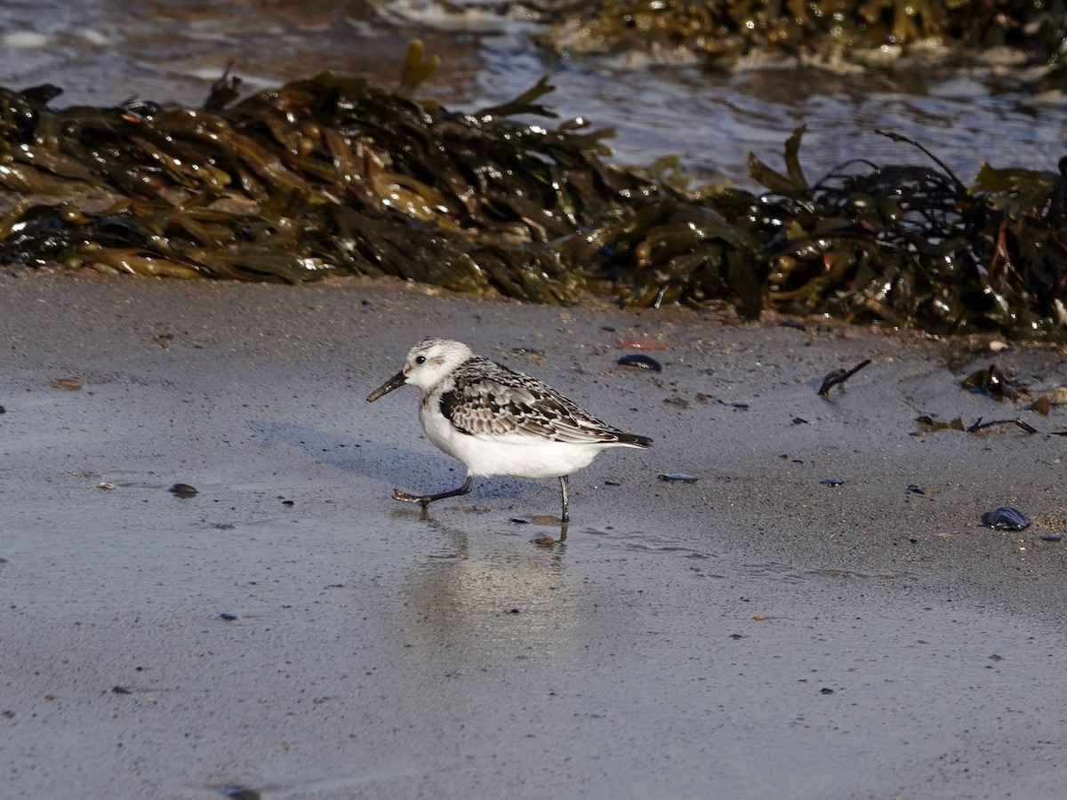 Sanderling - Tony Stewart