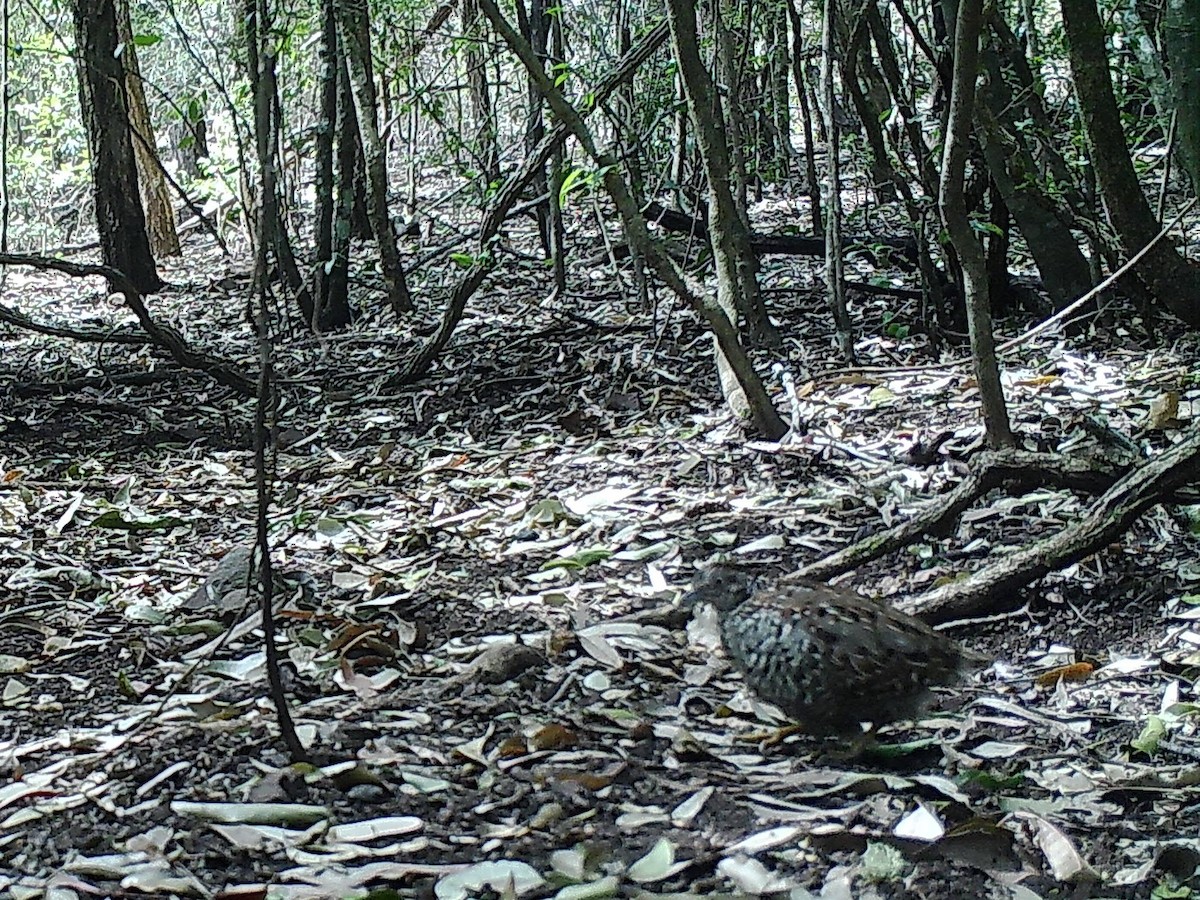 Black-breasted Buttonquail - ML624212502