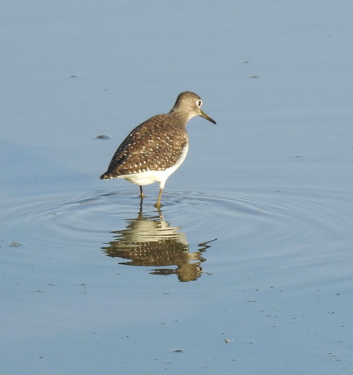 Einsiedelwasserläufer - ML624212503