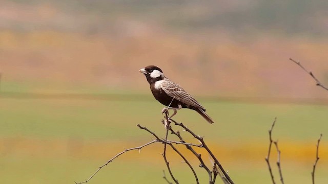 Gray-backed Sparrow-Lark - ML624212513