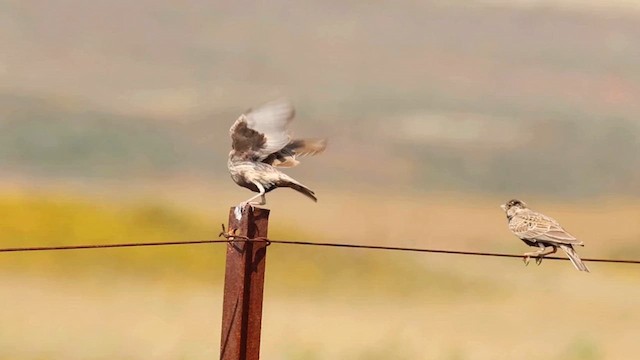 Gray-backed Sparrow-Lark - ML624212519