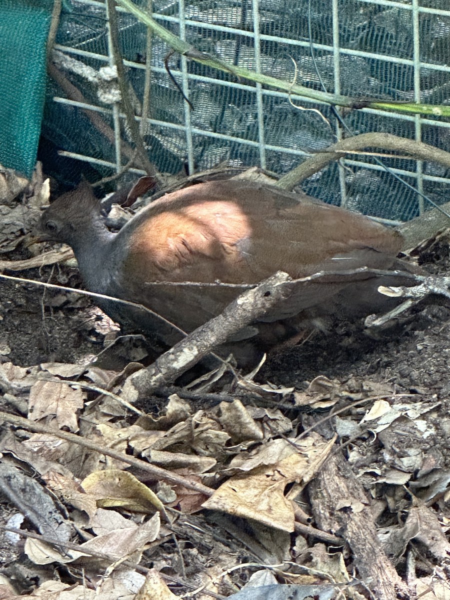 Orange-footed Megapode - ML624212529