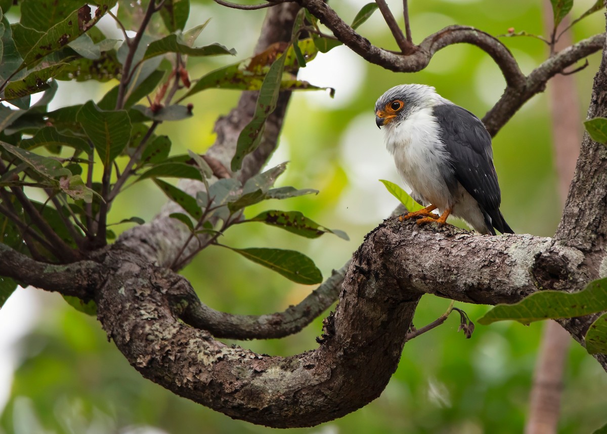 White-rumped Falcon - ML624212532