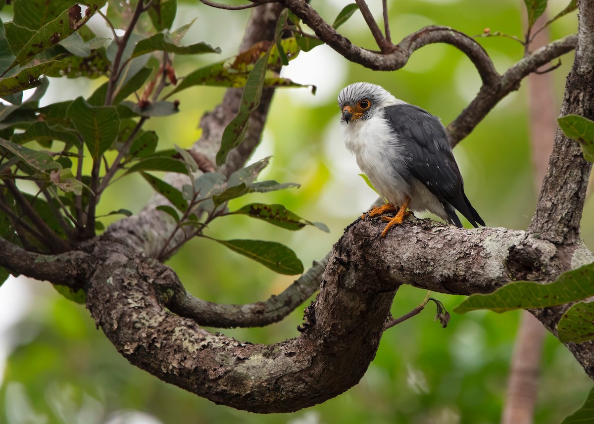 White-rumped Falcon - ML624212533